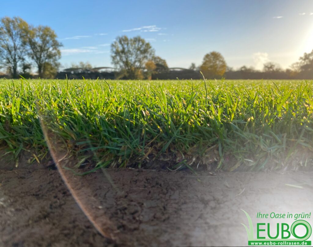 EuBO Rollrasen
