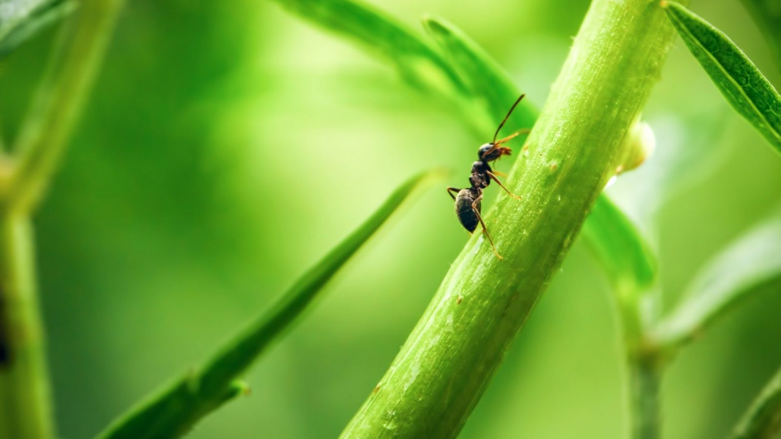 Ant walking on green plant stem